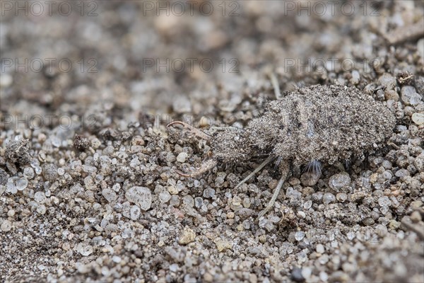 European ant lion