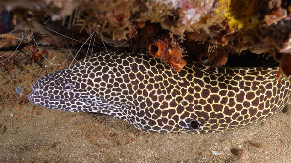 Laced moray