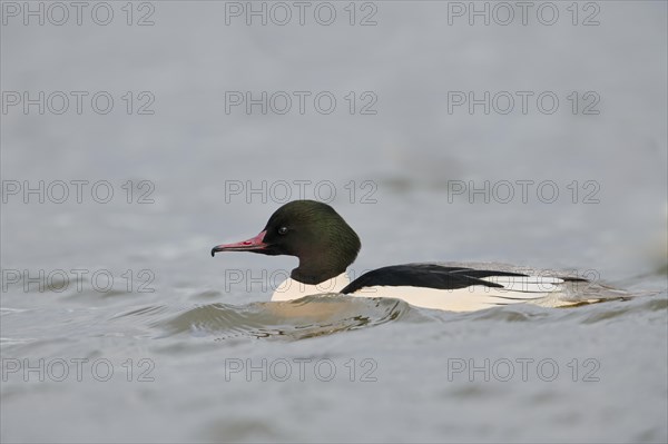 Common merganser