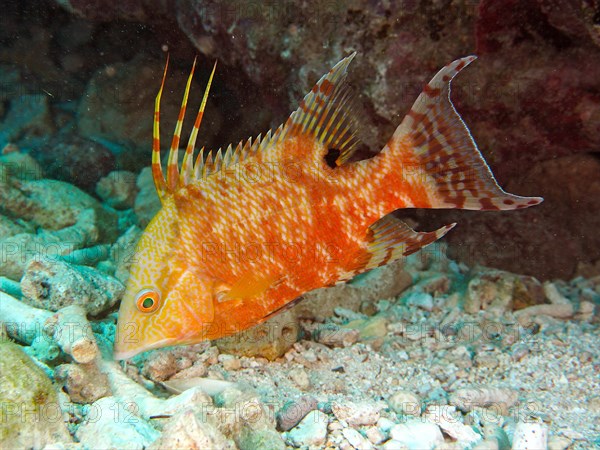 Hogfish