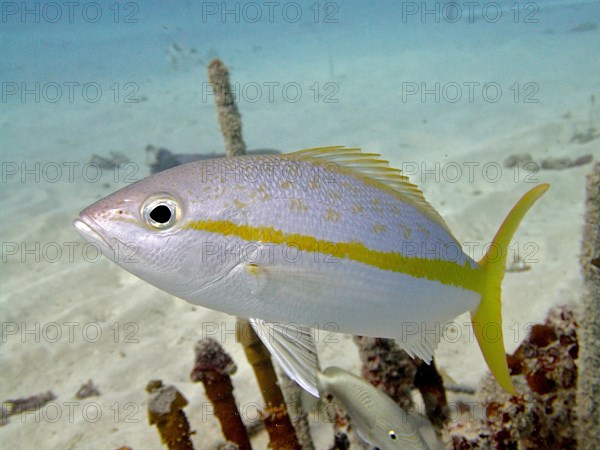 Close-up of yellowtail snapper