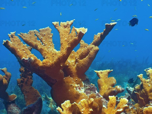 Elkhorn coral