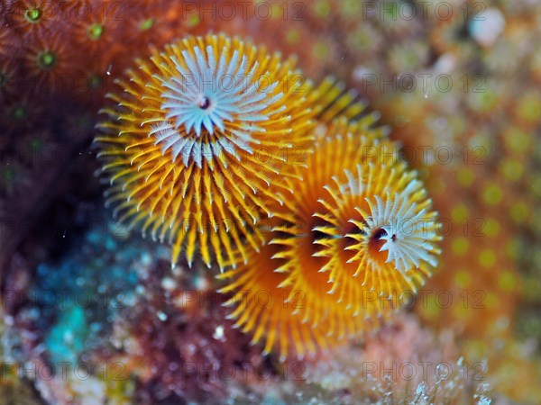 Yellow christmas tree worm