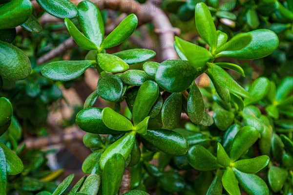 Green leaves of an exotic heart