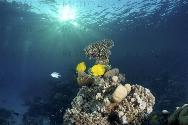 A pair of bluecheek butterflyfish