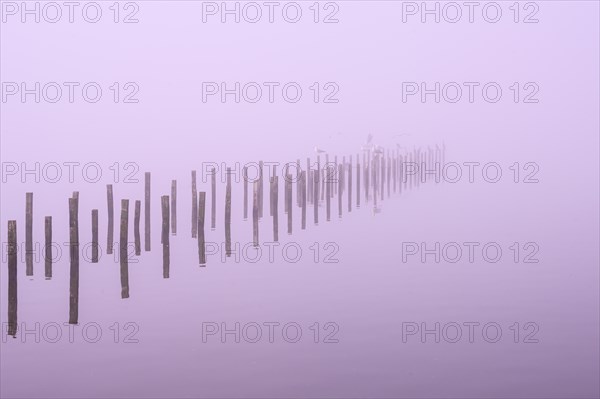 Anchor piles in the fog on autumnal Lake Duemmer