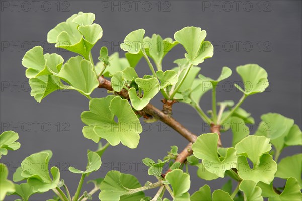 Ginkgo