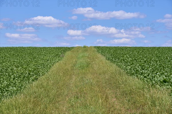 Sugar beet field wit footpath in summer