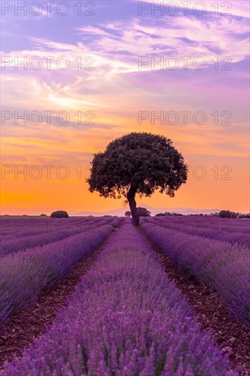 Lavender field at sunset