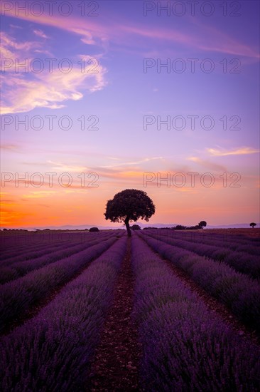 Beautiful sunset in a lavender field in summer