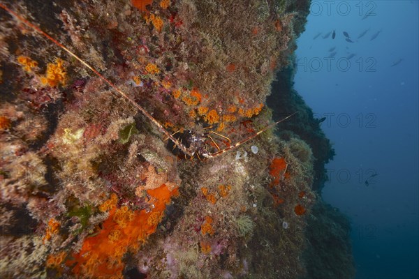 European spiny crayfish