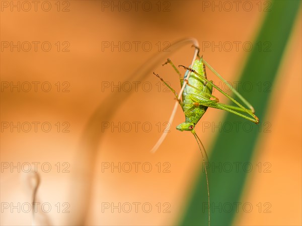 Speckled Bush-cricket