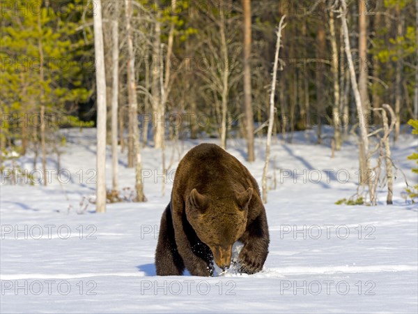 European brown bear