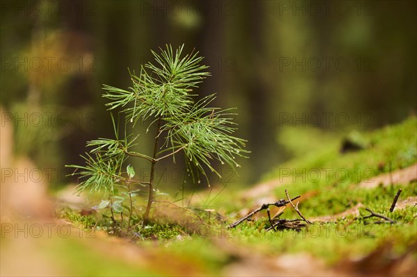 Young Scots pine