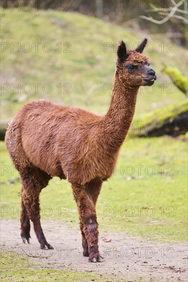 Alpaca