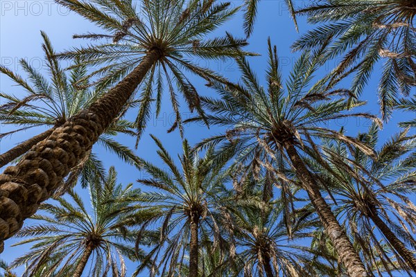 Oasis of Al Ula