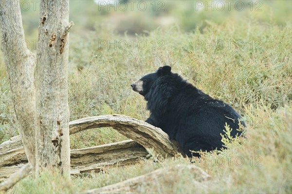 American black bear