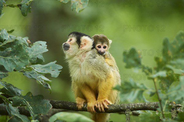 Common squirrel monkey