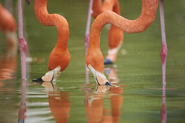 Portrait of an American flamingo