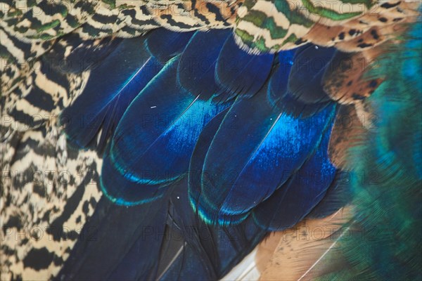 Close-up of the Feathers of an Indian peafowl