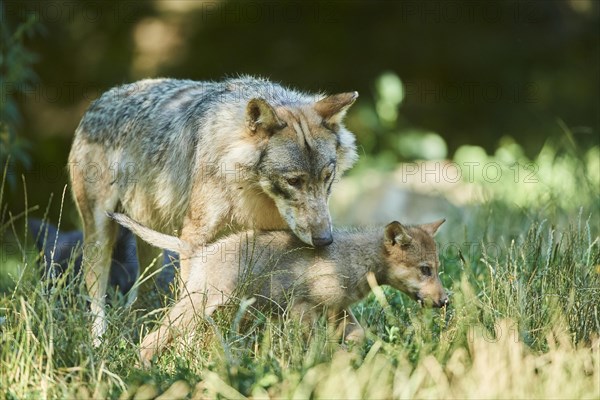 Eastern wolf