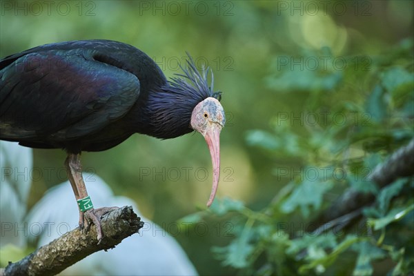 Northern bald ibis