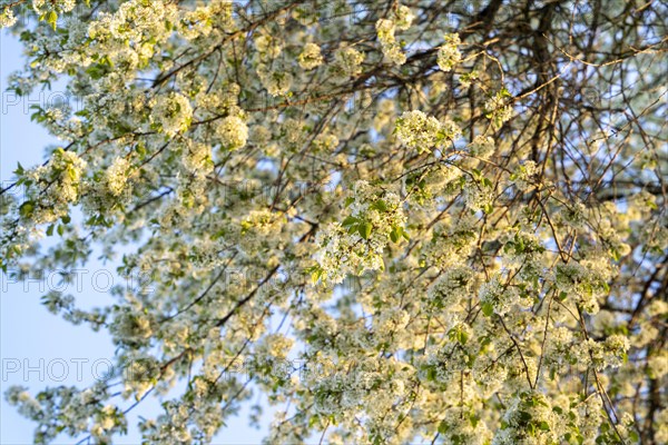 Branches of a white flowering rock cherry