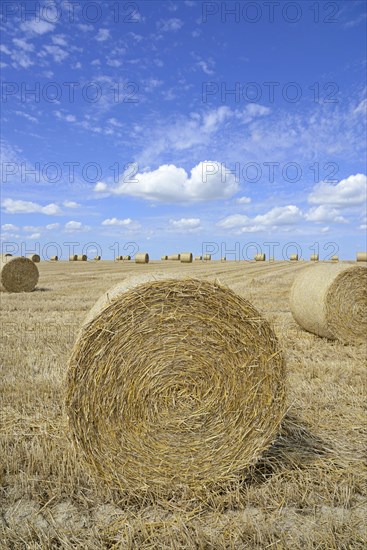 Grain field