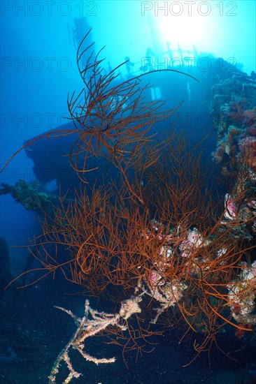 Black bushy black coral