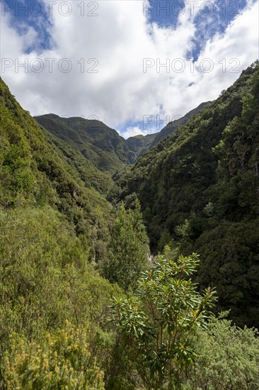 Wooded mountains