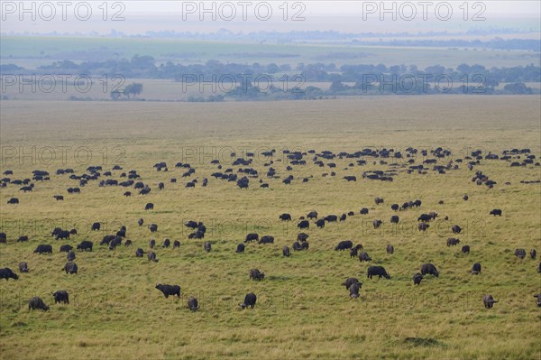 African buffalo