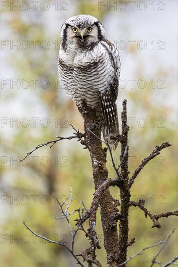 Northern hawk owl