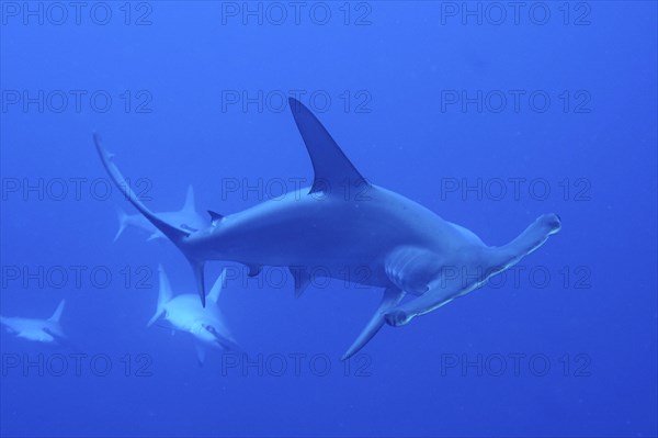 Scalloped hammerheads