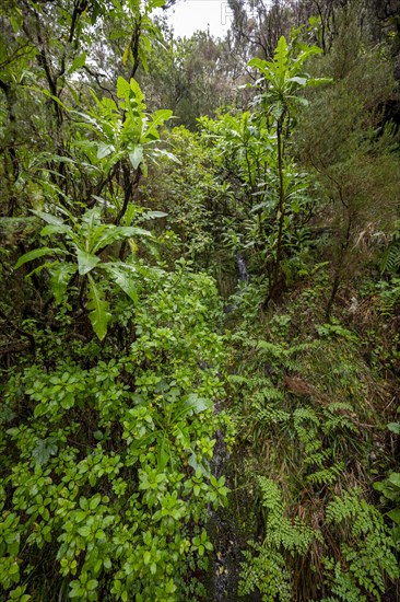 Dense forest with giant sow thistle