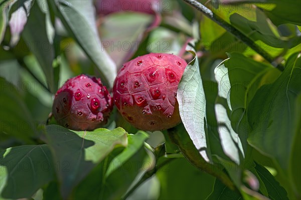 Fruits of the Japanese kousa dogwood