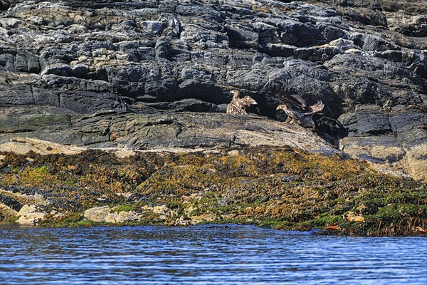 White-tailed eagle