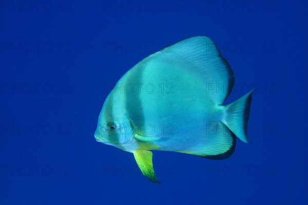 Orbicular batfish