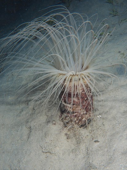 Tube-dwelling anemone