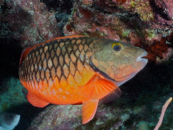 Stoplight parrotfish