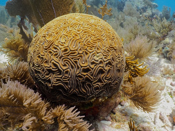 Brain coral