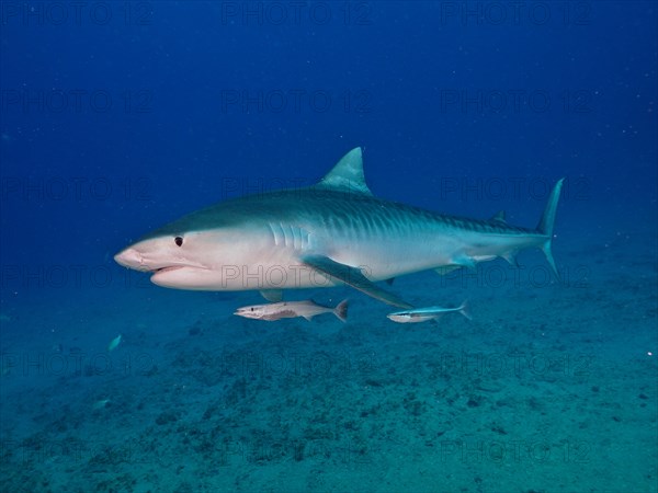 Tiger shark