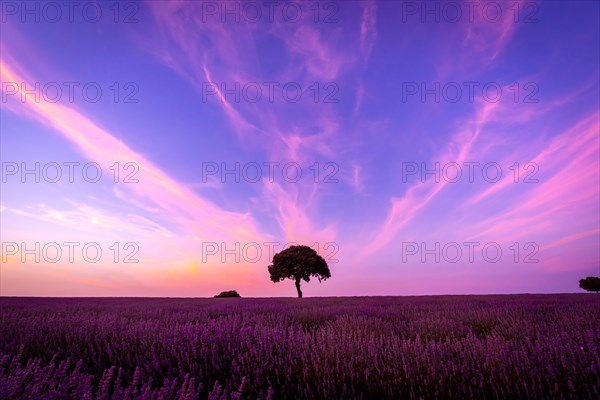 Silhouette of a tree at sunset in a lavender field