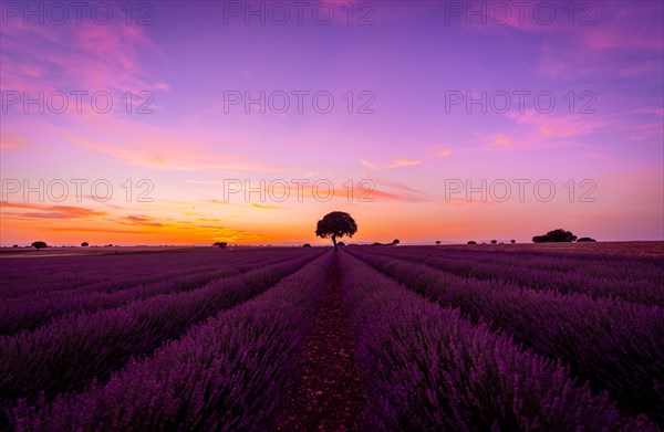 Purple and orange sky at sunset in a lavender field in summer