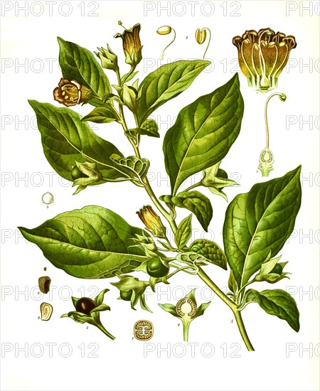 Medicinal plant