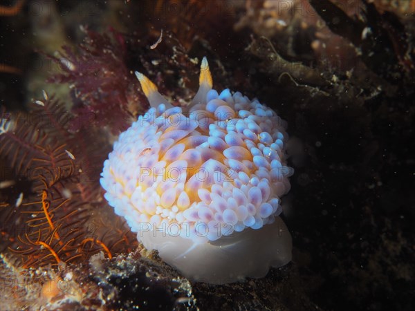 Silvertip nudibranch