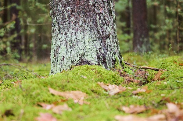 Tree trunk of the Norway spruce