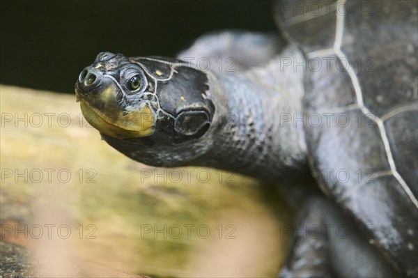 Yellow-spotted Amazon river turtle