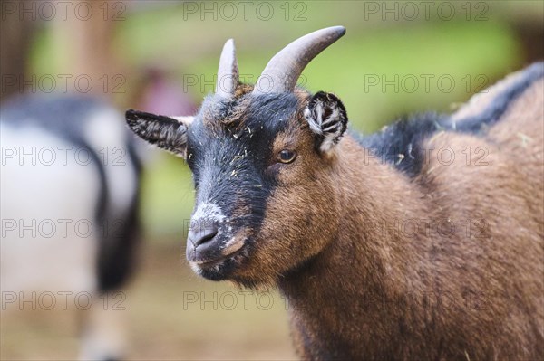 Domestic goat