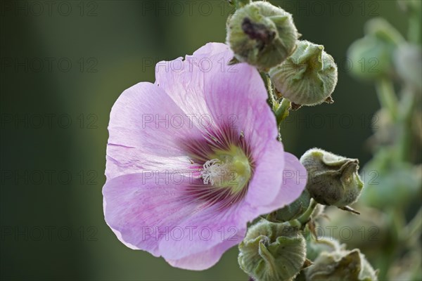 Flowering common hollyhock