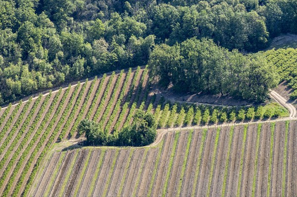 Bird's eye view of vineyards